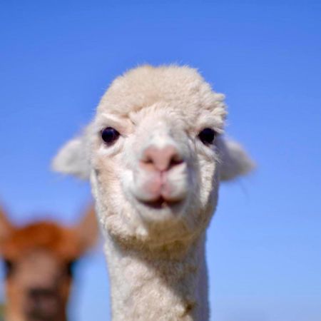 Glenview Alpaca Farm Hotel Яс Екстериор снимка