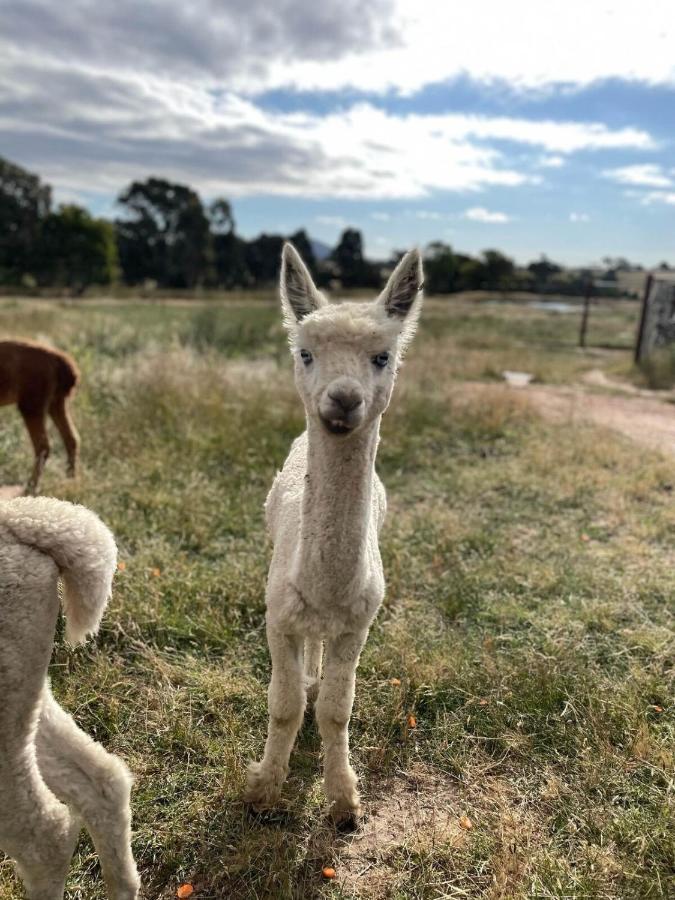 Glenview Alpaca Farm Hotel Яс Екстериор снимка