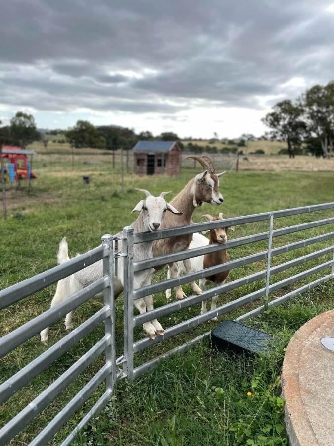 Glenview Alpaca Farm Hotel Яс Екстериор снимка