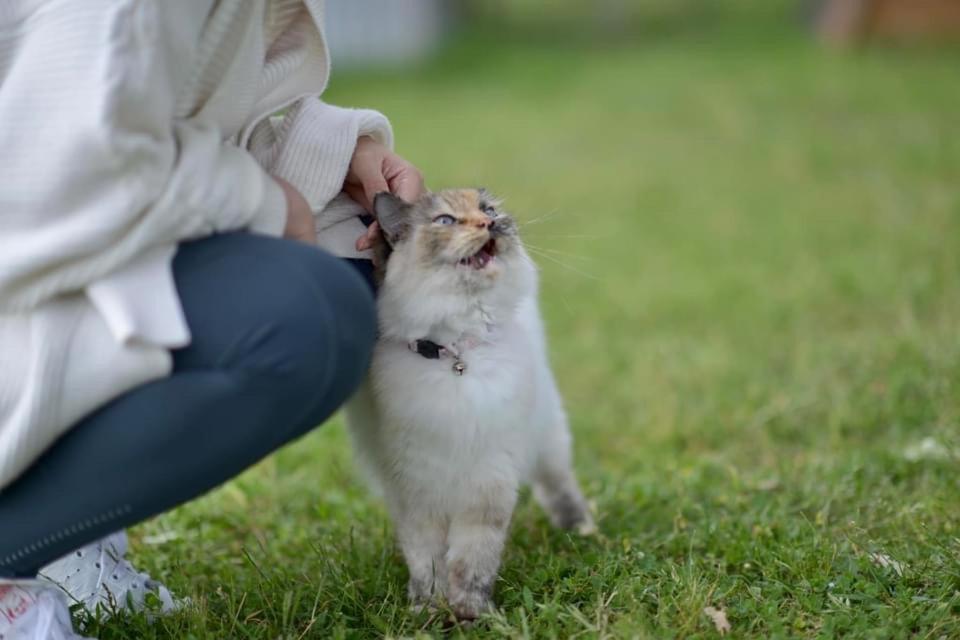 Glenview Alpaca Farm Hotel Яс Екстериор снимка