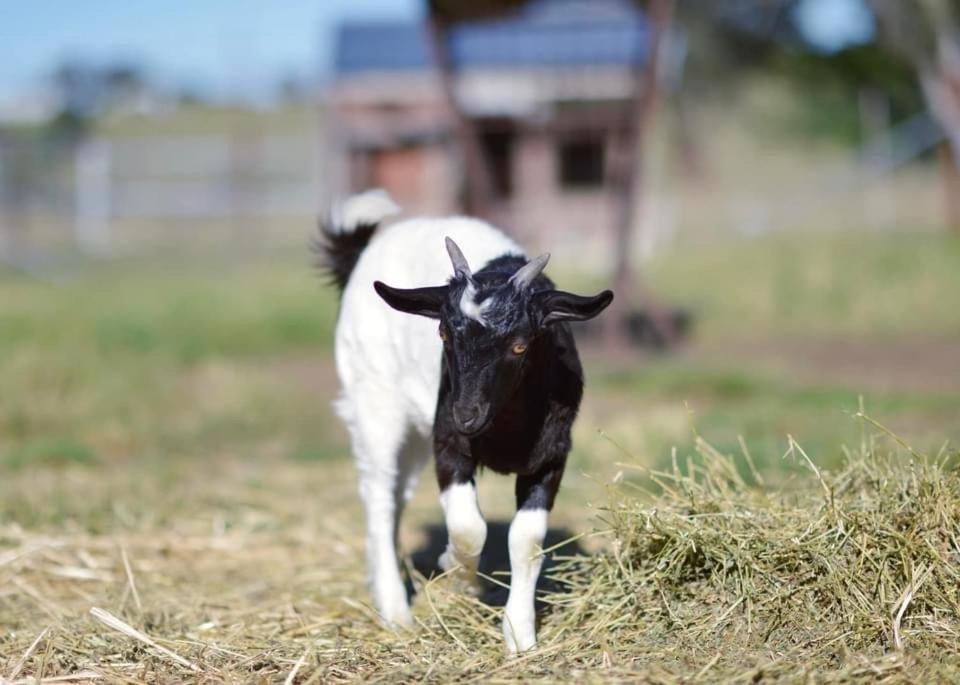 Glenview Alpaca Farm Hotel Яс Екстериор снимка