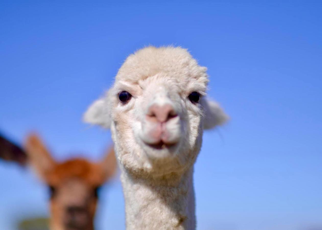 Glenview Alpaca Farm Hotel Яс Екстериор снимка