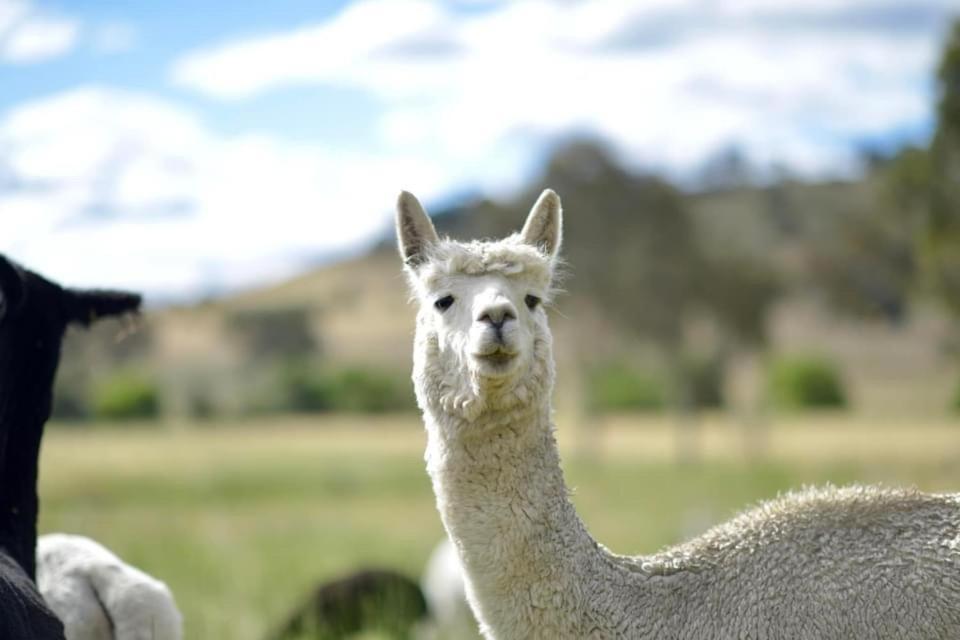 Glenview Alpaca Farm Hotel Яс Екстериор снимка