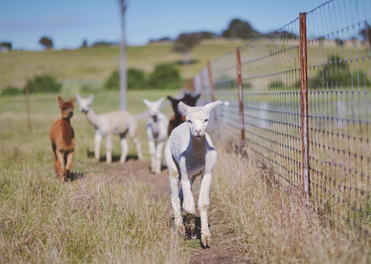 Glenview Alpaca Farm Hotel Яс Екстериор снимка