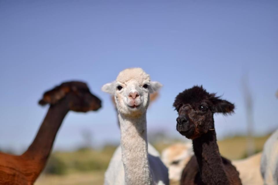 Glenview Alpaca Farm Hotel Яс Екстериор снимка