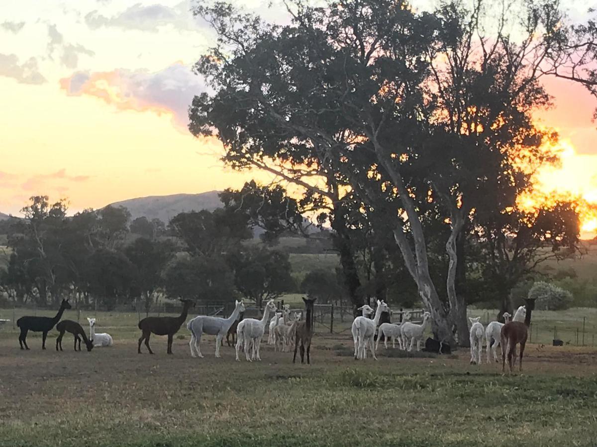 Glenview Alpaca Farm Hotel Яс Екстериор снимка